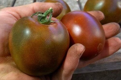 Qualtivate FXL-5AT Black Prince Tomato Seed(300 per packet)