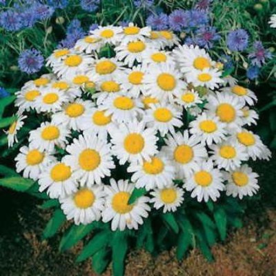 CYBEXIS NBIR-42 - Snow Lady Shasta Daisy Season Long Blooms - (540 Seeds) Seed(540 per packet)