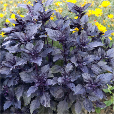 VibeX ® XXL-10 Opal Basil(Ocimum basilicum) Seed(1000 per packet)