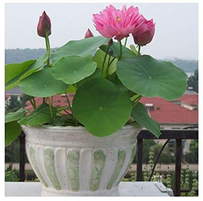 CRGO LOTUS , KAMAL Seed(10 per packet)