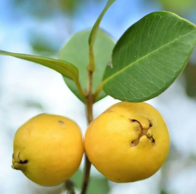 Quentova Guava, Amrood-NDIR-3L Seed(100 per packet)