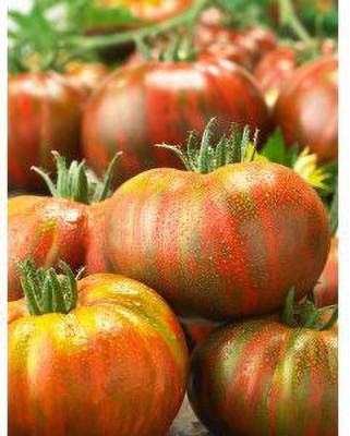 Farmers Choice Booty-Tomato Seed(170 per packet)