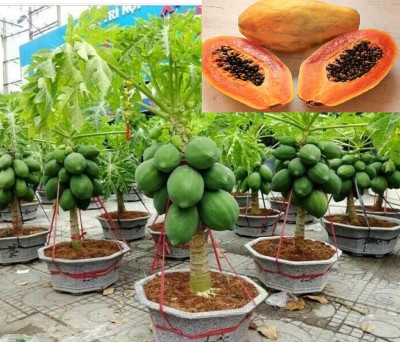 Seedsilk Big red lady taiwan f1 hybrid papaya Seed(150 per packet)