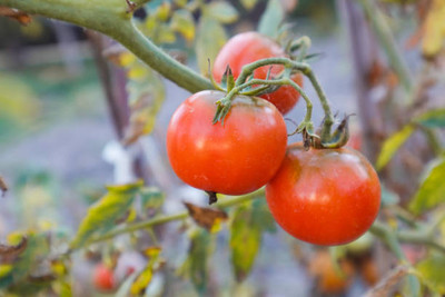 Kritharth Creation tomato Seed(115 per packet)