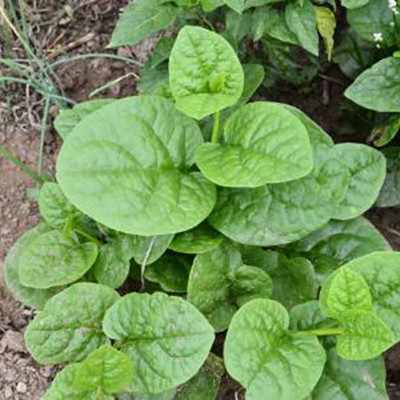 CYBEXIS High Yield Viable Ceylon Spinach Seedlings 4000 Seeds Seed(4000 per packet)
