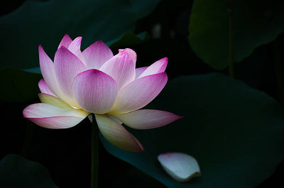CosaCentrum lotus,kamal gatta Seed(14 per packet)