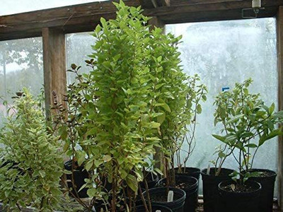 VibeX ® XXL-8 Greek Columnar Basil Seeds Seed(1000 per packet)