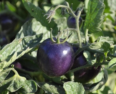 Qualtivate ICRA-7A Indigo Purple Cherry Tomato Seed(300 per packet)