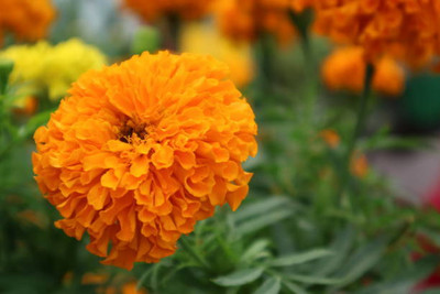 Rawmest marigold/gende ka phool flower seeds Seed(50 per packet)
