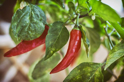 CYBEXIS Hybrid Red Chilli Pepper vegitable Seeds2400 Seeds Seed(2400 per packet)