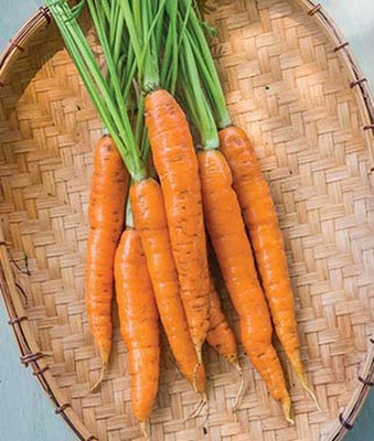 KNESSiN Carrot Touchon Seed(300 per packet)
