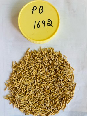 SHRI SANT SEEDS LLP PUSA BASMATI 1692 PADDY SEEDS & FARMING & AGRICULTURE SOWING (Khet/Dhan) Seed(3 kg)