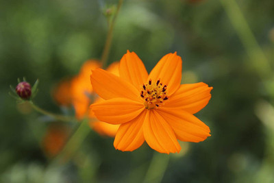 CYBEXIS Orange Cosmos Flower Seeds Seed(1 g)