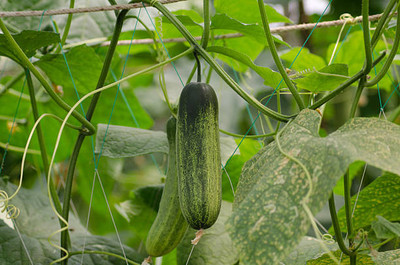 AFARTIOBINA 47 PCS CUCUMBER SEEDS Seed(47 per packet)