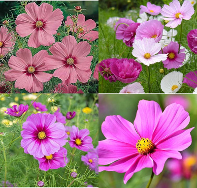 ibains Cosmos flower seeds mixed 10 Seed(10 per packet)