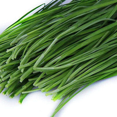 CYBEXIS Organic Hybrid Chives Seeds2800 Seeds Seed(2800 per packet)