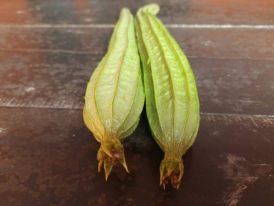 XOLDAA FI QUALITY RIDGE GOURD Seed(22 per packet)