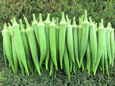 Qualtivate VXL-3AT Organic Okra Seeds Seed(350 per packet)