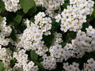 EyePlex gypsophila flower Seed(200 per packet)