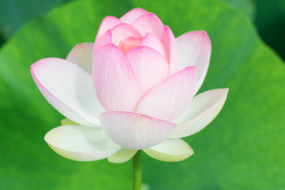 granthi lotus,kamal gatta Seed(10 per packet)