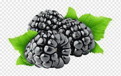 Oliver MULBERRY (shshatoot) fruit seeds Seed(30 per packet)