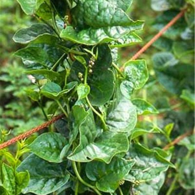 KNESSiN Malabar Spinach Seed(150 per packet)