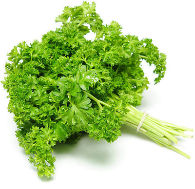 XOLDAA CORIANDER Seed(50 per packet)