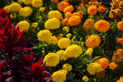 Crumar marigold/gende ka phool flower seeds Seed(75 per packet)