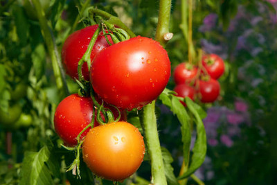 Bharvi tomato Seed(90 per packet)