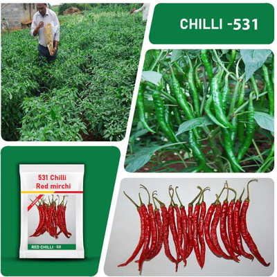 WILLVINE HAR -X 531 Chilli seeds | Red mirchi[2.5gm, 500 Seeds] Seed(500 per packet)
