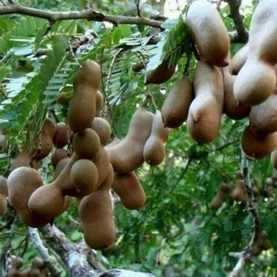 Aywal IMLI Seed(11 g)