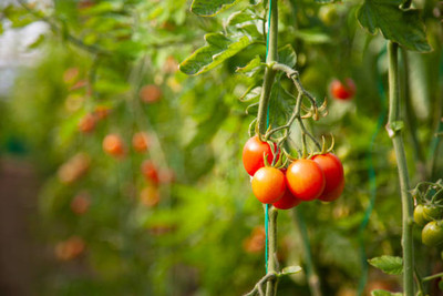 GOYAL GROUP tomato Seed(155 per packet)