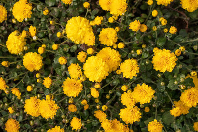 True Elements marigold/gende ka phool flower seeds Seed(75 per packet)
