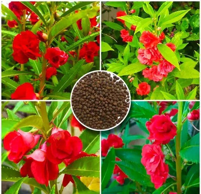 DEYS AGRO ™ balsam flower seeds mix hybrid Seed(76 per packet)