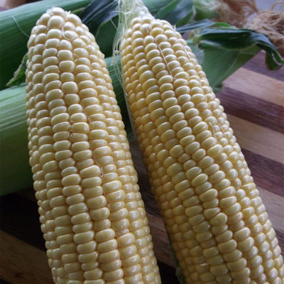 VibeX PUAS-60 - Golden Bantam Corn - (750 Seeds) Seed(750 per packet)