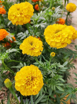 DEYS AGRO ™ marigold flower seeds for home gardening|mix hybrid flower Seed(78 per packet)