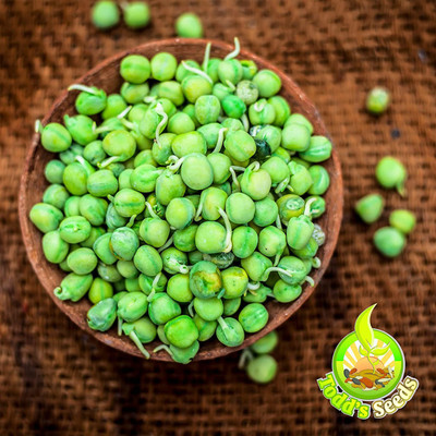 CYBEXIS HUA-65 - Sweet Green Pea Sprouting - (100 Seeds) Seed(100 per packet)
