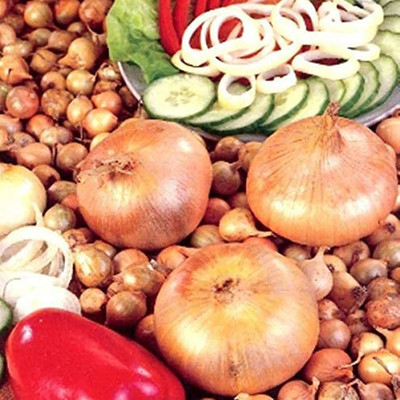 CYBEXIS Fresh Fast Growing Onion Seeds for Garden Onion Seeds2000 Seeds Seed(2000 per packet)