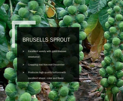 CYBEXIS BRUSELLS SPROUT SEEDS(1000 Seeds) Seed(1000 per packet)