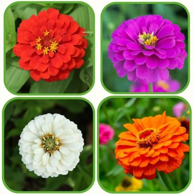EcoFusion Zinnia mix double flower seed, Pack of 90 Seed(90 per packet)