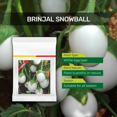 VibeX NBIR-59 - Brinjal Snowball - (450 Seeds) Seed(450 per packet)