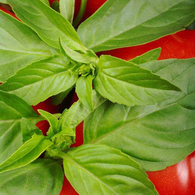 CYBEXIS Organic Basil Seeds Heirloom Vegetable Seed4000 Seeds Seed(4000 per packet)