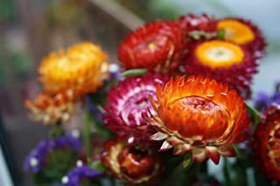 MAA Helichrysum Seed(75 per packet)