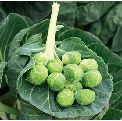 WILLVINE PUSA -VI Catskill Brussel Sprout Seeds [50g] Seed(15000 per packet)