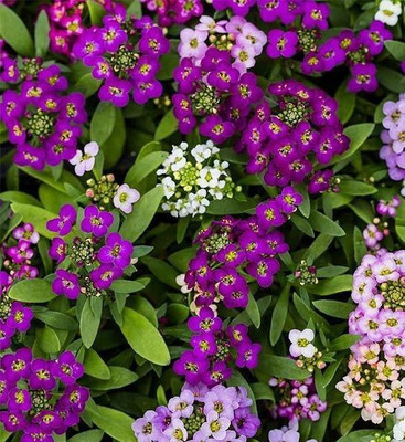 OFKEN Alyssum Seeds - Wonderland Series Seed(50 per packet)