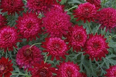 CYBEXIS DAISY DOUBLE RED SEEDS400 Seeds Seed(400 per packet)