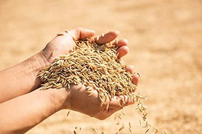 BDSresolve Dhan Paddy Seeds Vadlu For Pooja, Germination Seed(3600 per packet)