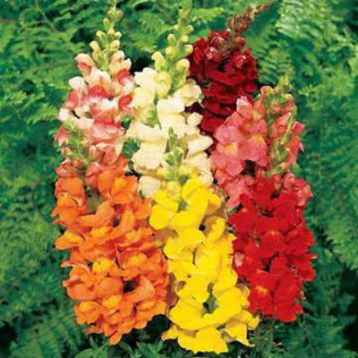 ACCELCROP Antirrhinum/Snapdragon/Dog Flower Dwarf Flower Seed(75 per packet)