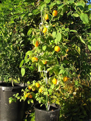 Qualtivate PUAS-4A Yellow Mazano Apple Chilli Can live over 15 years Seed(300 per packet)