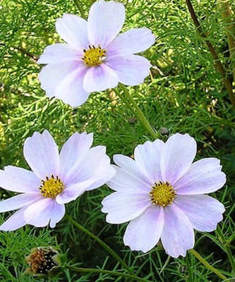 CYBEXIS Cosmos BIPINNATUS Sensation - Purity White - HIGH Quality Flower Seeds Seed(1 g)
